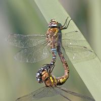 Mating Migrant Hawkers 